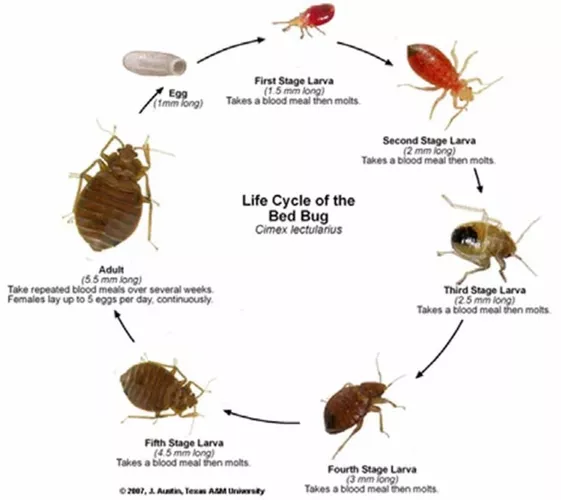 Life cycle of a bed bug